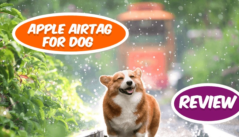 Apple AirTag for dog review